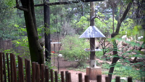 pajarera en zoológico, toma panorámica lenta de derecha a izquierda
