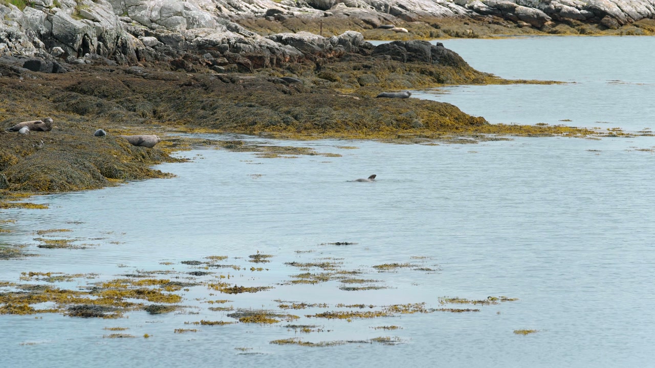 A group of seals resting ashore near their swimming and diving pups on Harris.