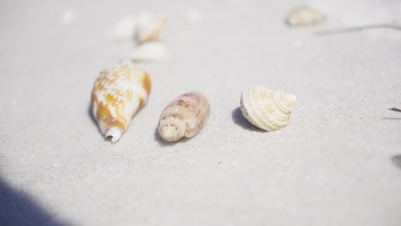 Three distinct seashells lie on clean white sand near the ocean. Calm coastal scene evoking beach relaxation, vacation, and summer nature.