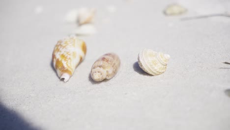 three distinct seashells lie on clean white sand near the ocean. calm coastal scene evoking beach relaxation, vacation, and summer nature.
