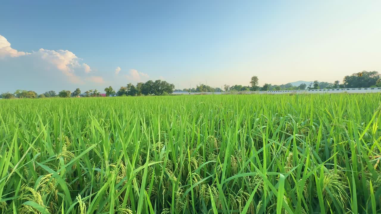 Slow panning shot across a vibrant paddy field under a clear blue sky, showcasing healthy green stalks swaying gently in the breeze, symbolizing peace, growth, and rural abundance