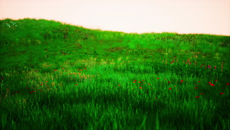 green grass landscape with hills and blue sky