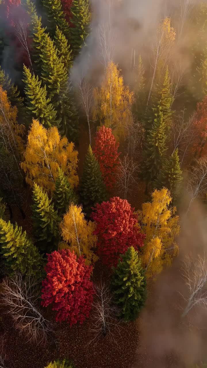 Aerial view of a misty forest with autumn foliage, capturing vibrant colors and serene atmosphere