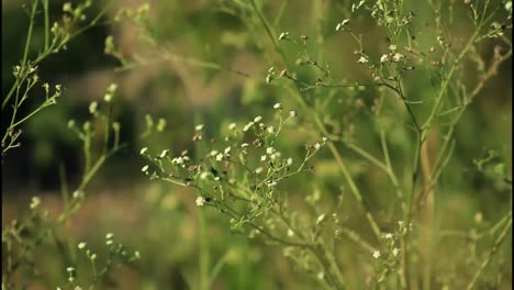pequeñas flores blancas en un campo