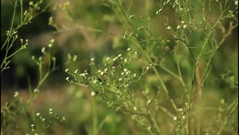 small white flowers in a field