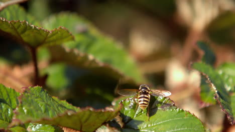 Wasp-flying-off-a-green-leaf