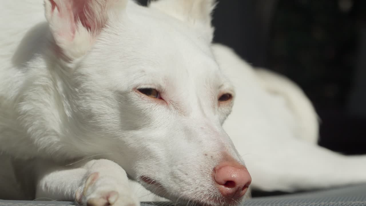 Cão a desfrutar da luz do sol com os olhos fechados, close-up de Podengo relaxado.