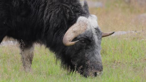 yak grazing in a field