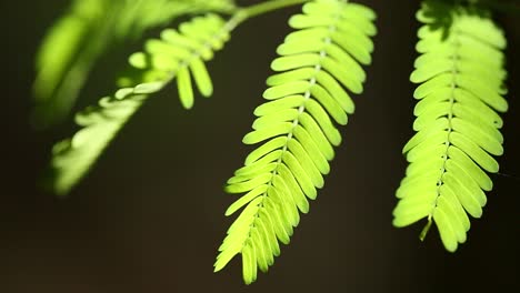 hojas de albizia niopoides, un árbol subtropical de la familia de las fabáceas