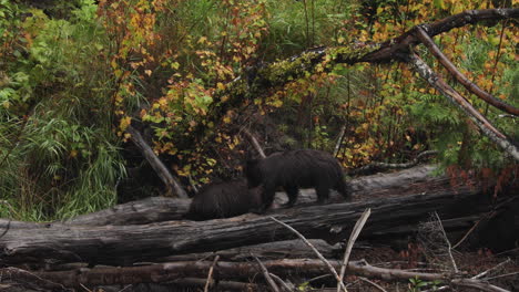 Familia-De-Osos-Grizzly-Forrajeando-En-La-Naturaleza,-Colombia-Británica,-Canadá