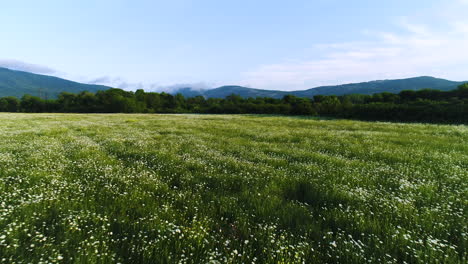 blooming meadow with mountain view