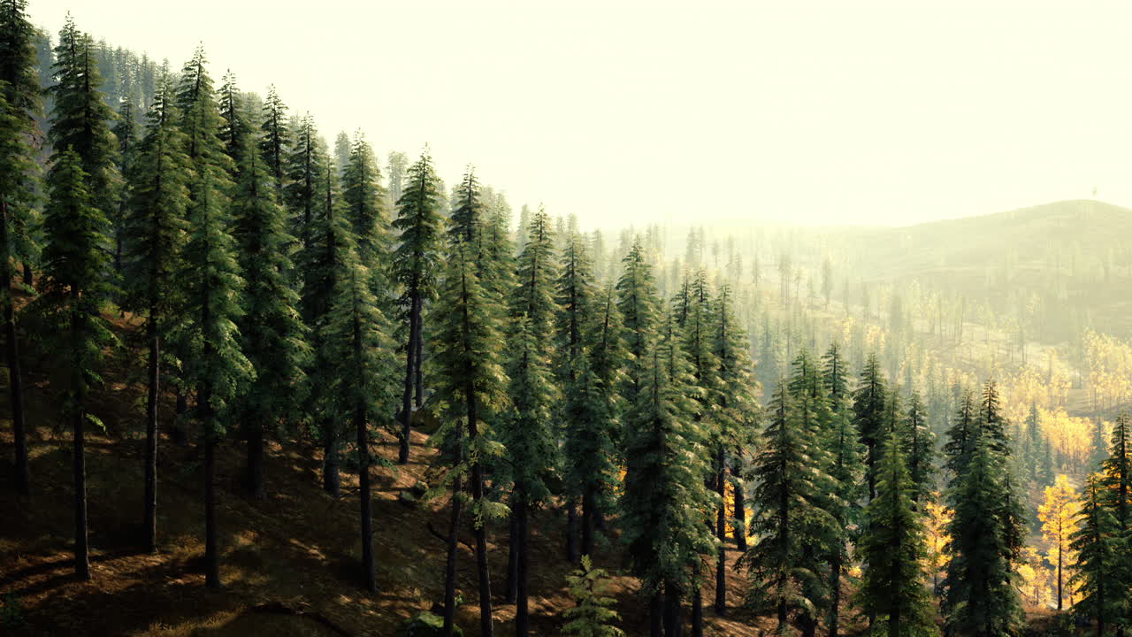 안개 가 가득 한 산 에 있는 빛 이 비치는 숲