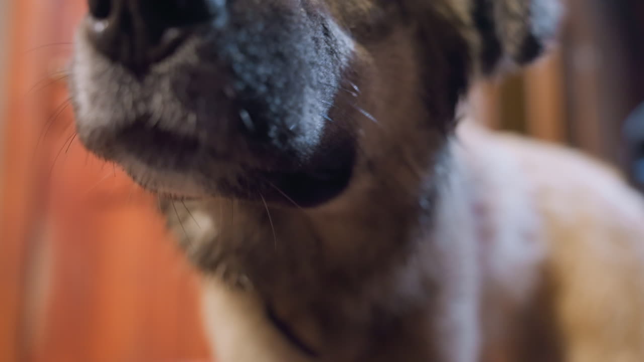 Wet rescue dog blue eyes closeup, mud on fur and face, indoor doorway background, soulful pleading gaze, tentative sniffing and sniff response, kennel atmosphere, hopeful adoption energy, vet collar