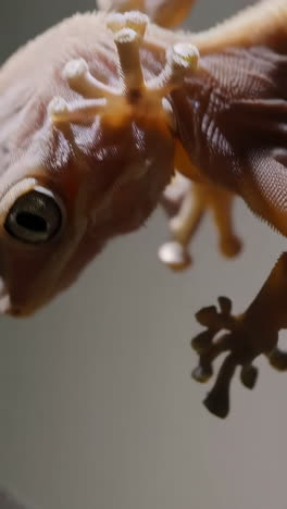 macro details of a gecko: eye, skin texture, and feet