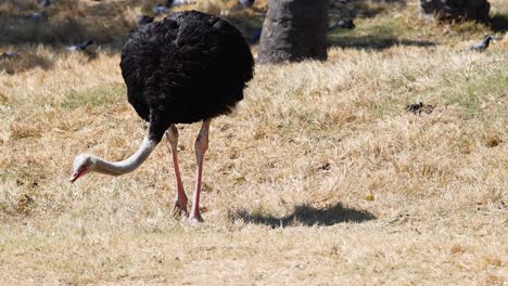 ostrich feeding in open zoo environment