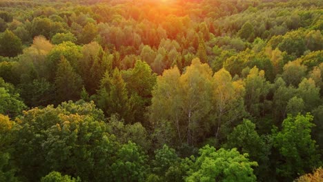 latvian mixed woodland in glowing dusk, cinematic aerial retreat near gavieze