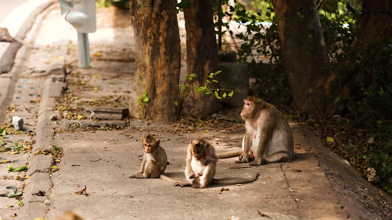monos sentados juntos en una carretera en chonburi