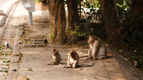 monkeys sitting together on a roadside in chonburi