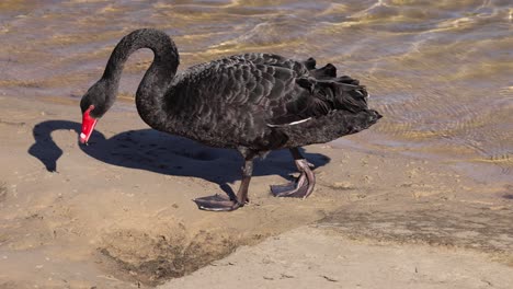 black swan walking and pecking near water