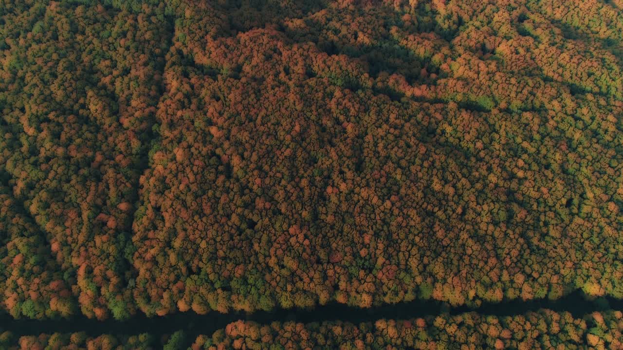 숲의 신선한 나무 잎을 통해 빛나는 밝은 빛의 아름다운 흐릿한 효과.
