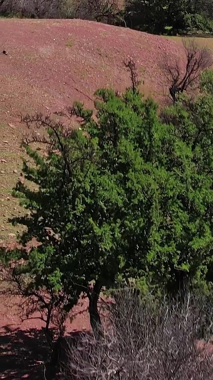 Esplorando il paesaggio del Marocco con alberi e terreno roccioso