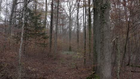 moody autumn forest path