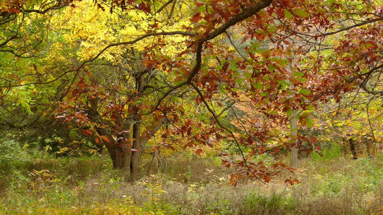 hojas que caen de hermosos árboles de colores durante el otoño
