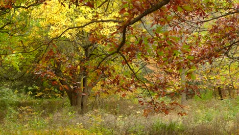 Hojas-Que-Caen-De-Hermosos-árboles-De-Colores-Durante-El-Otoño