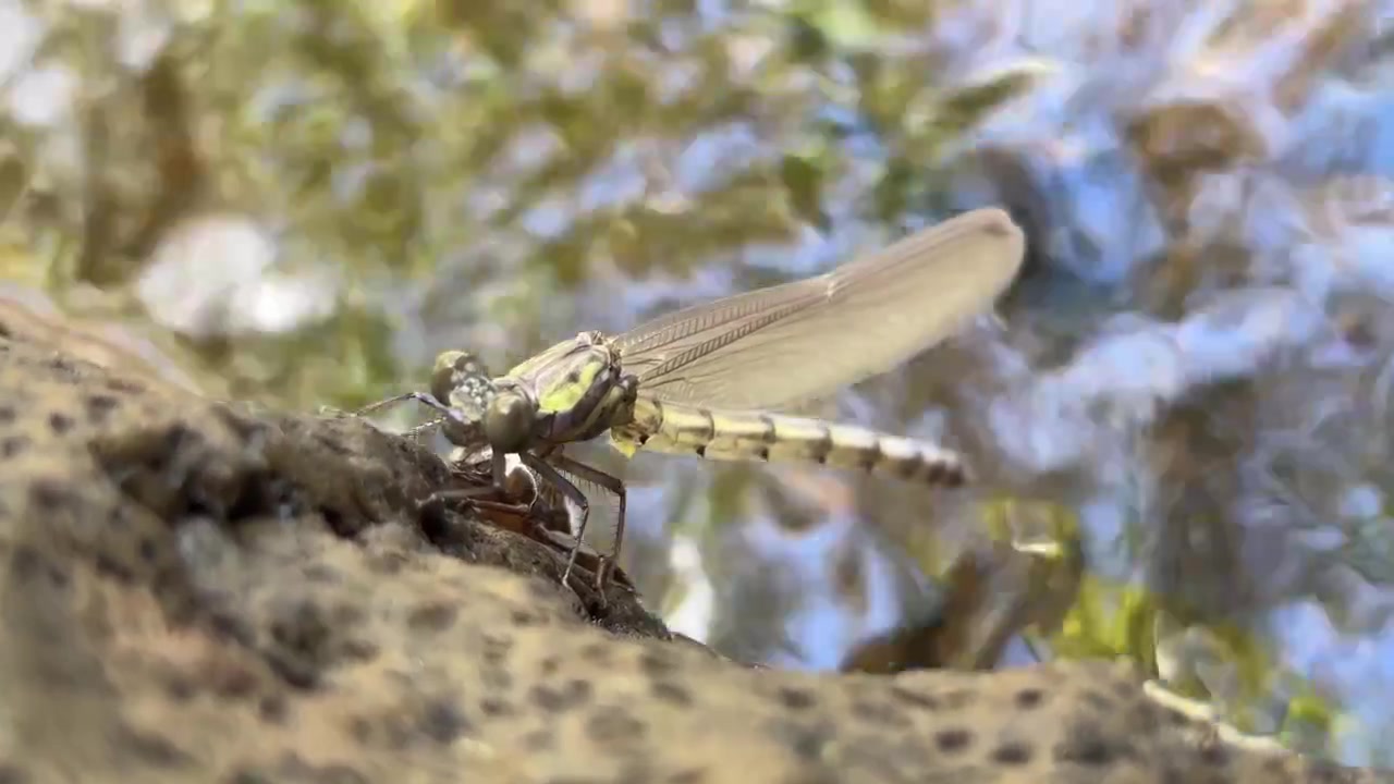 Libellula che riposa su una roccia accanto a un ruscello che scorre