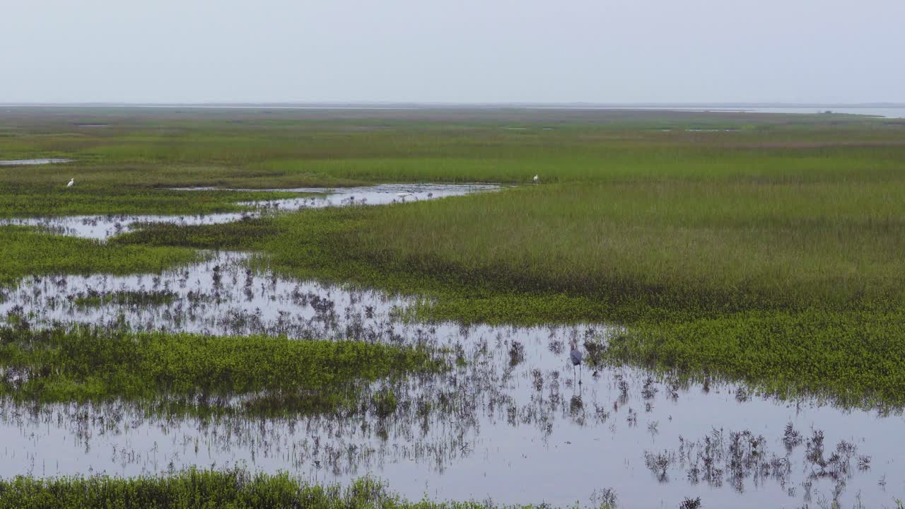 4k video of crane walking through tall grass next to a bay