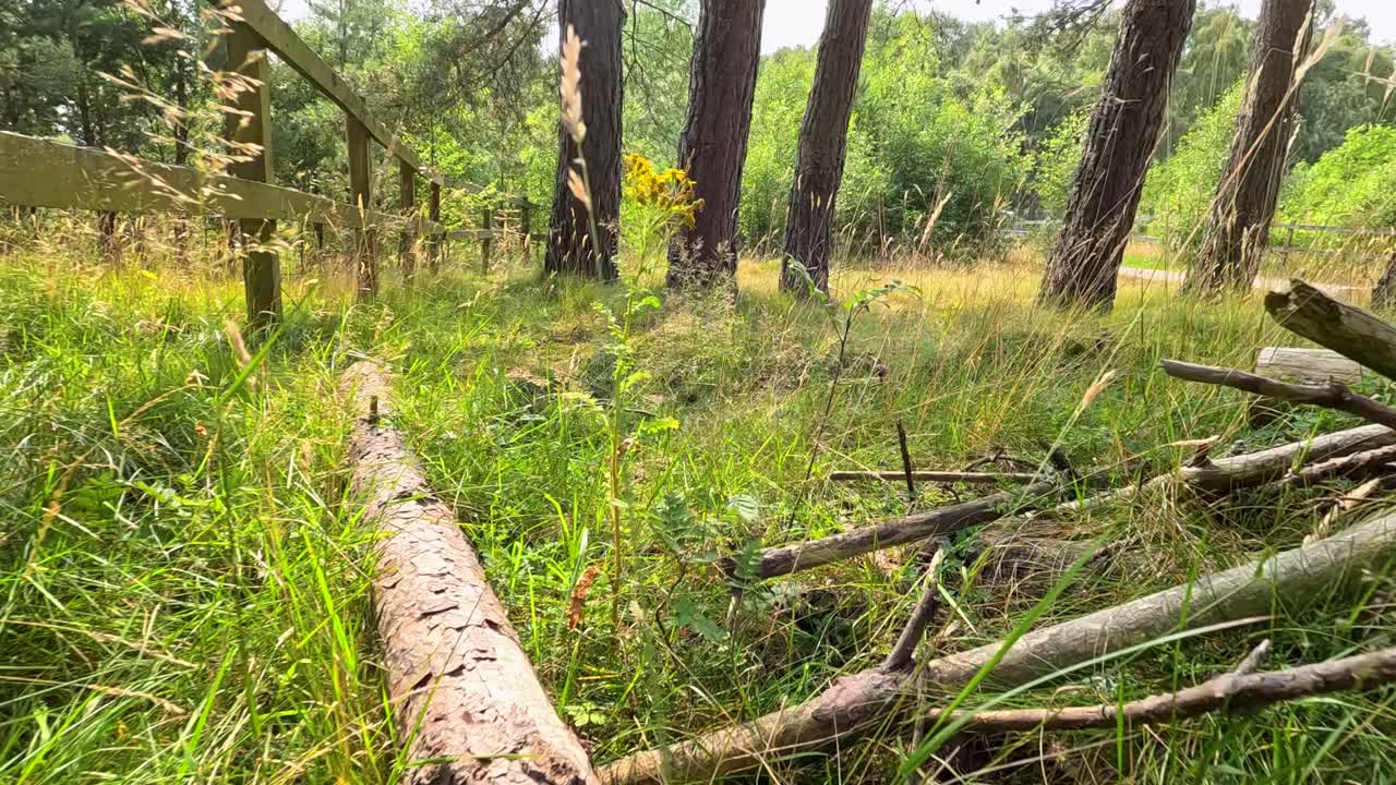 Camera glides low over wild grass, fallen logs, and pine trees in bright, serene woodland