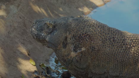 Nahaufnahme-Eines-Komodowarans,-Der-Regungslos-Am-Ufer-Auf-Der-Wasseroberfläche-Liegt