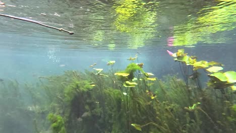 underwater view of a serene, clear canal