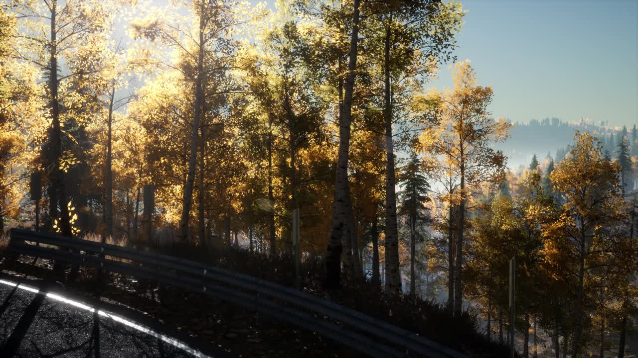 movimiento de la cámara por la carretera en el bosque y el sol brillando a través del follaje