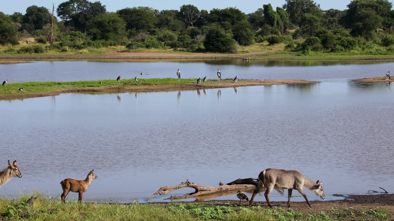 Wide shot of Nervous waterbuck mother and calf moving away from the edge of a waterhole in the African Bush, Kruger National Park, South Africa.