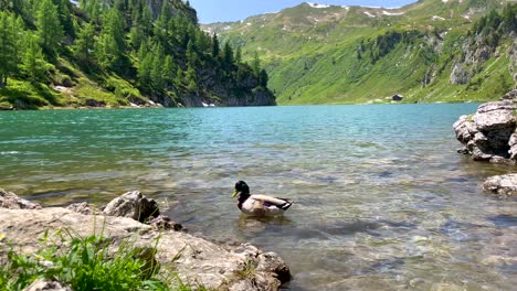 low angle shot of wild duck resting on shore of idyllic lake between alp mountains in summer