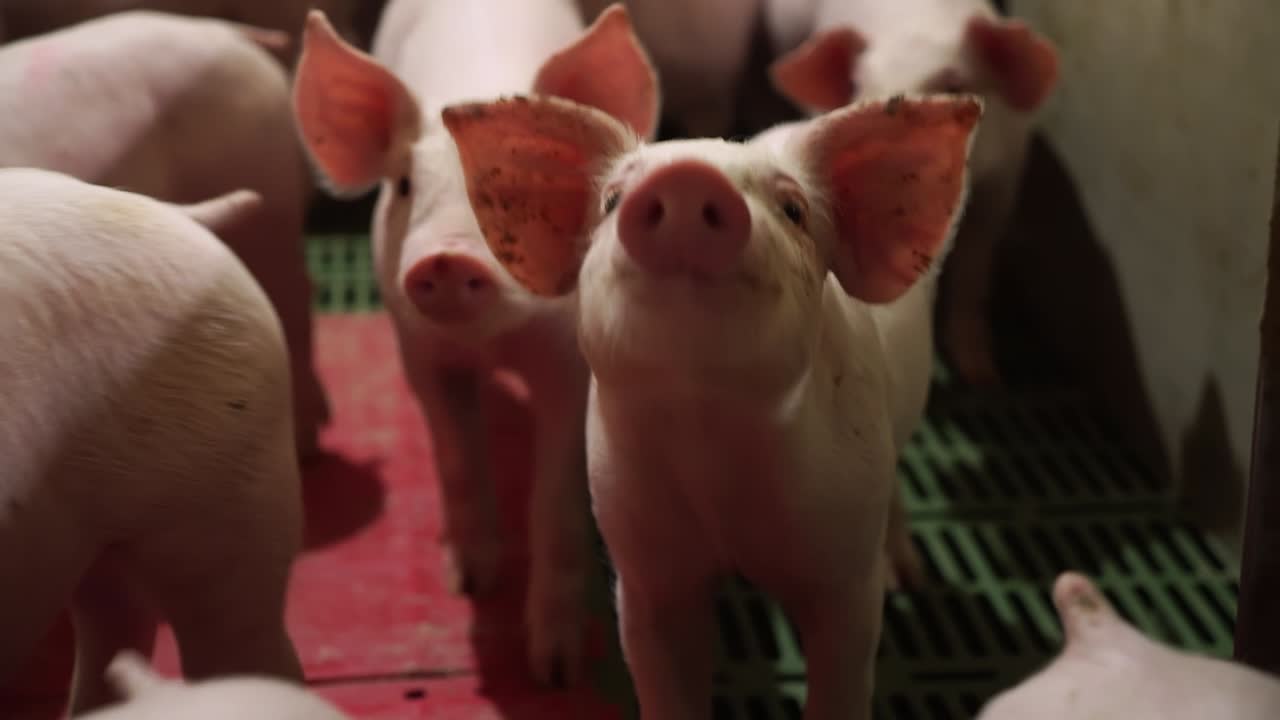 Piglets looking at camera in intensive farming
