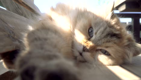 street cat. a cat who lives on the street