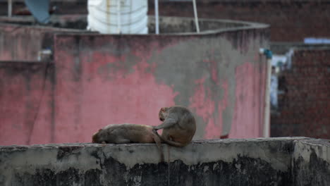 Adorable-Macaque-monkey-reclines-on-concrete-wall-as-mate-grooms-her