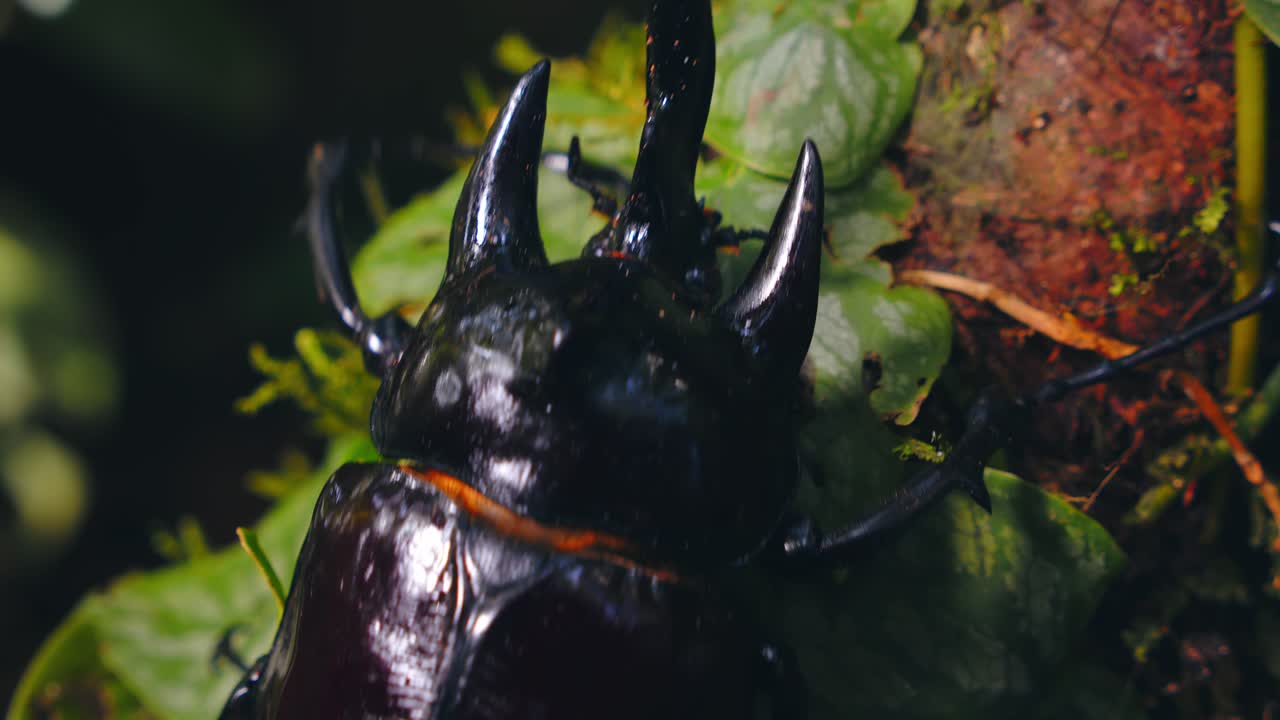 Giant Male rhinoceros beetle walking upward in the dense Amazon rainforest, closeup view