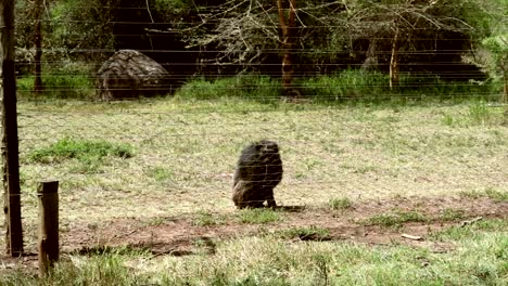 Chimpancé-Solitario-Camina-Con-Un-Palo-En-La-Boca