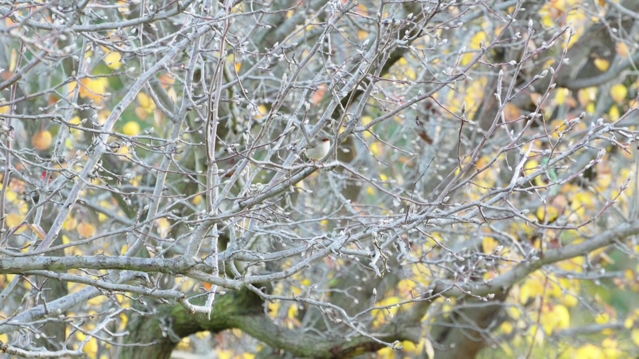 Little bird on a winter tree