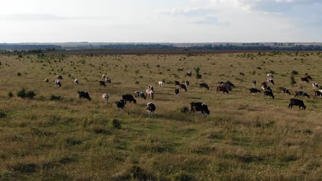 vistas aéreas de vacas desnutridas en una granja durante la puesta de sol