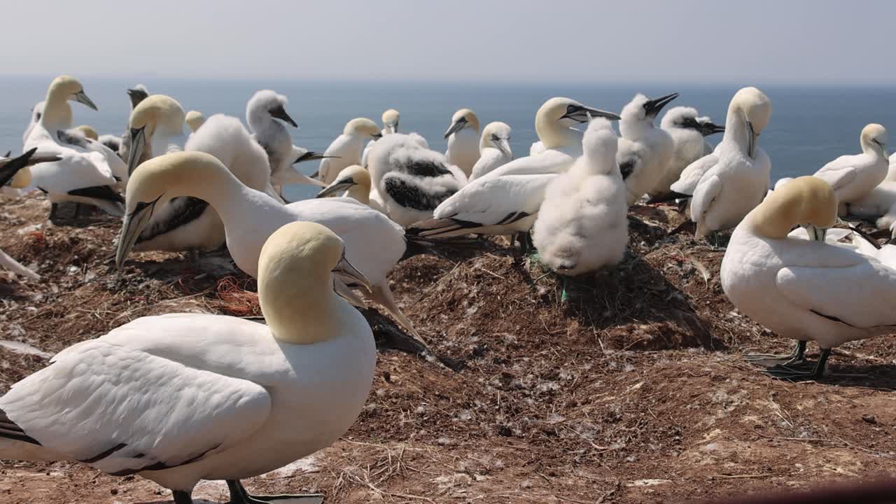 Northern gannets – Morus bassanus - on the red cliffs of the German offshore island of Heligoland, Schleswig Holstein, Germany, Europe