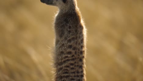 suricata de pie sobre una roca en un hábitat natural, sartenes makgadikgadi, botswana