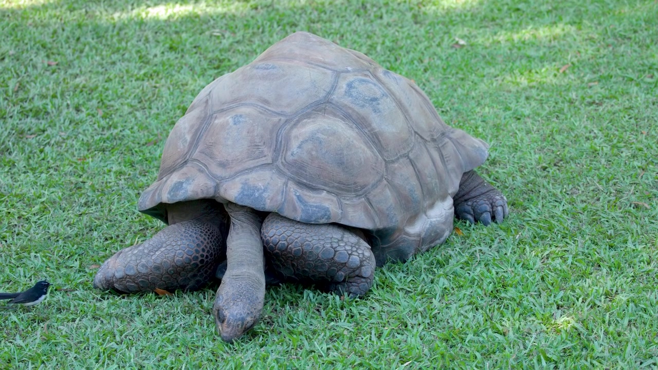 A large Aldabra giant tortoise rests on green grass while a small bird hops nearby