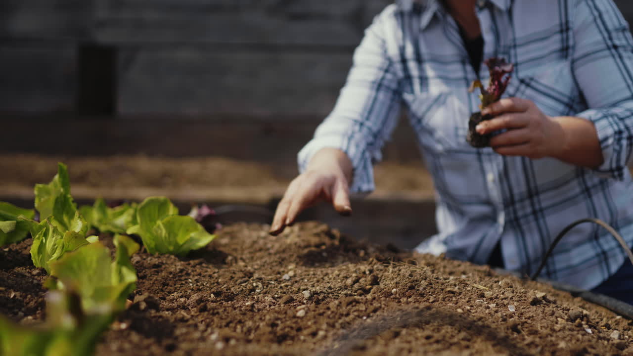 Woman Planting Lettuce in Garden