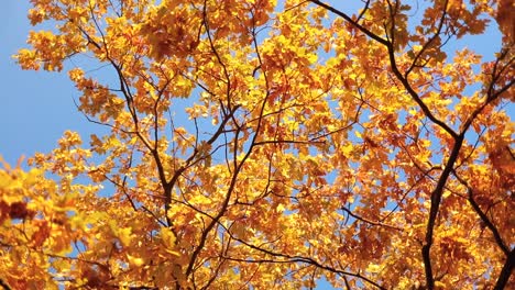 Herbstliche-Eichenblätter.