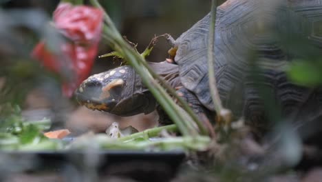 close up of a tortoise's head feeding on the ground