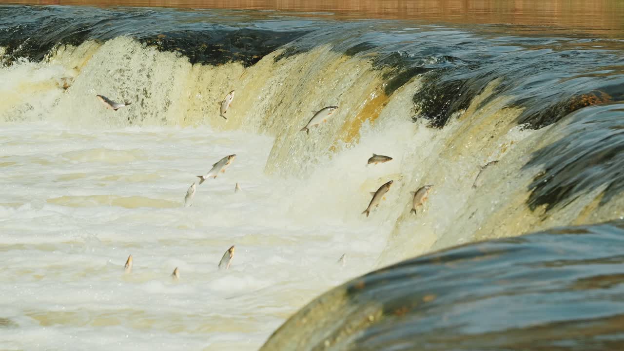 Dozens of vimba fish leap against rushing Venta Rapid in rare seasonal migration